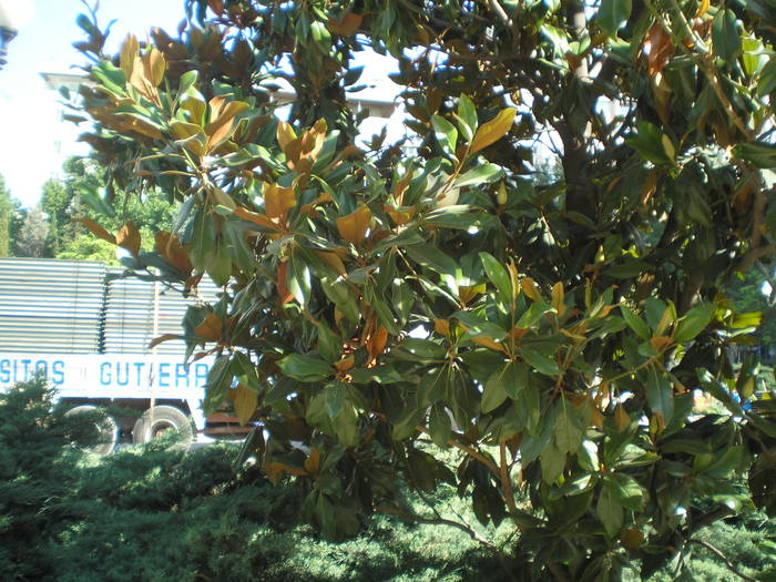 P6300188 - magnolia grandiflora Spania 2008