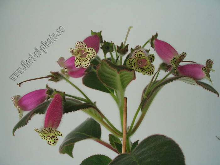 Kohleria Beltane 10 - KOHLERIA I