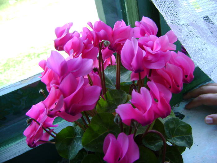 DSC01653 - cyclamen