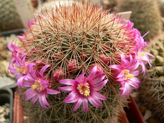 mammillaria_spinossisima_2 - genul Mammillaria