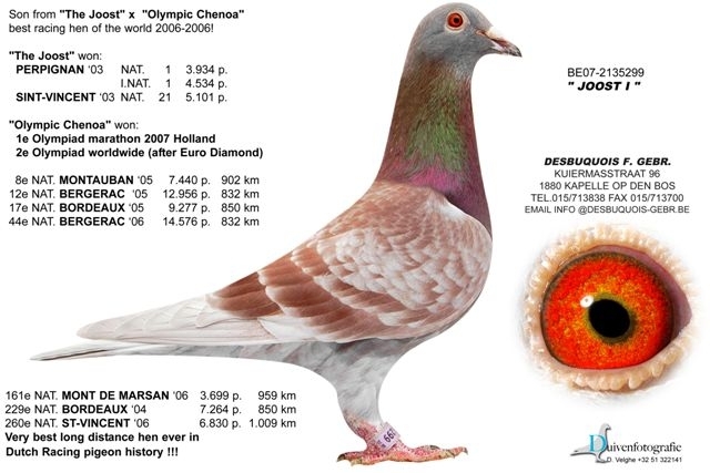 BE07-2135299[2] - poze cu porumbei voiajori de mine placuti