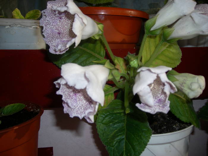 Tigrina blue - Flori - 2009