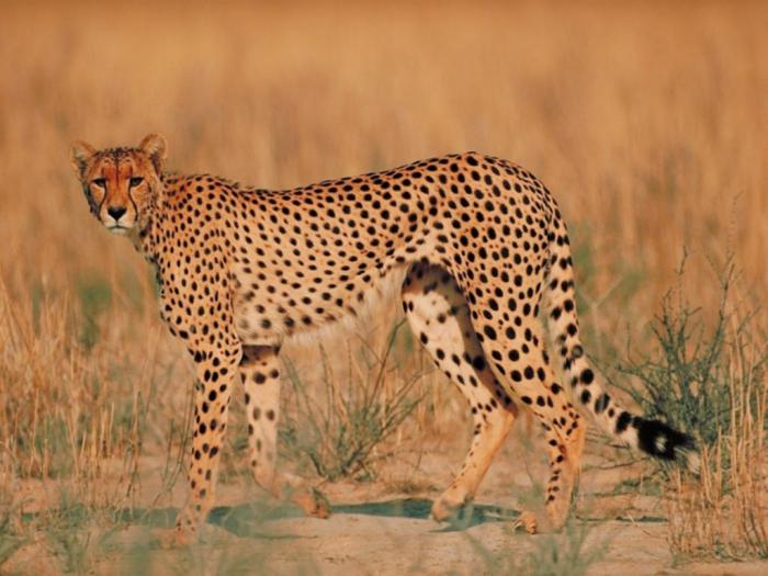 Cheetah_01 - animalutze
