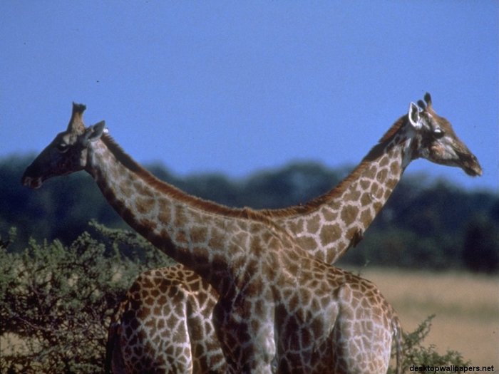 giraffe01_1024x768 - Animale