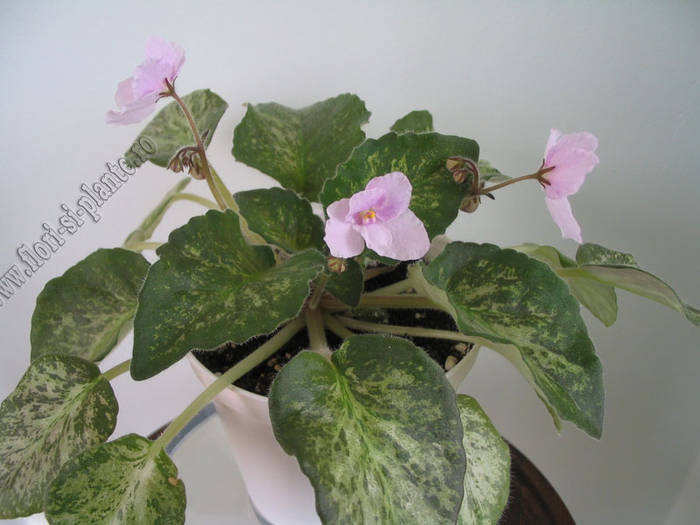 Saintpaulia Genetic Blush 4 - VIOLETE AFRICANE  - Saintpaulia