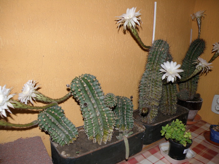 Picture 004 - cactusi