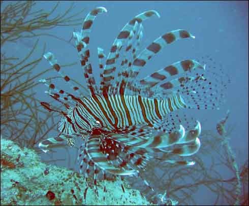 mandarin_fish[1]