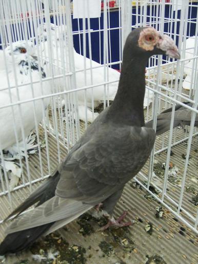 carrier dun 5