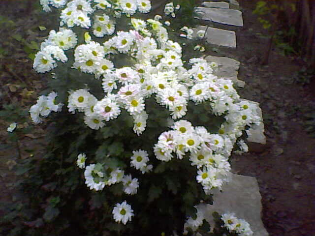 Picture 008 - crizanteme tufanele