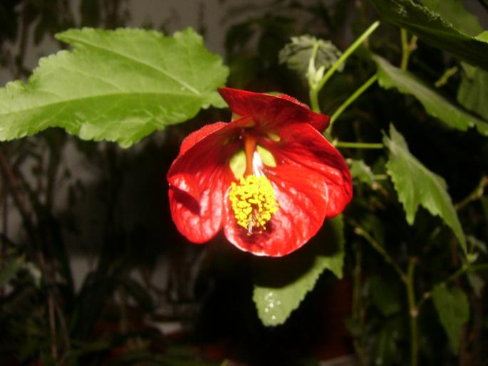 abutilon