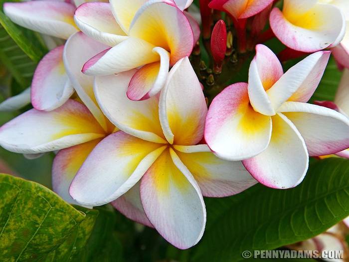 hplwhites - Hawaiian Plumeria 1