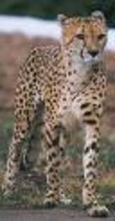 itiytyti - super feline