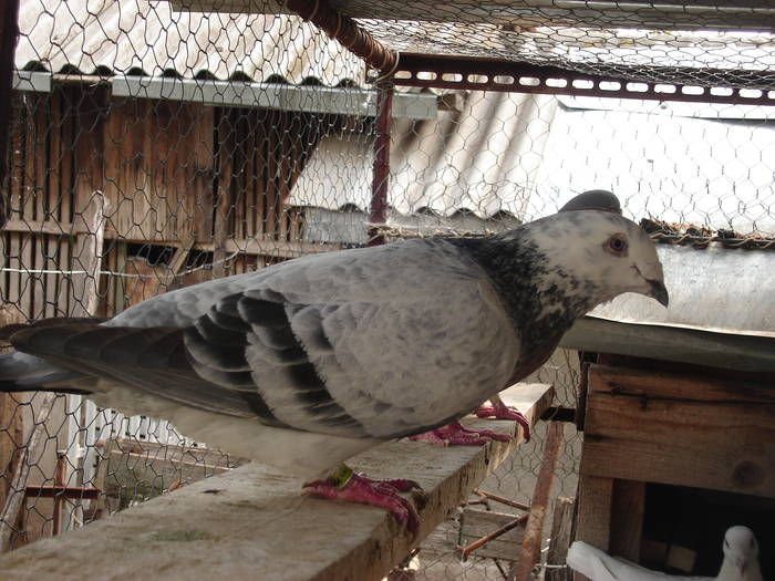 77 - E Porumbei Voiajor Standard Vechi