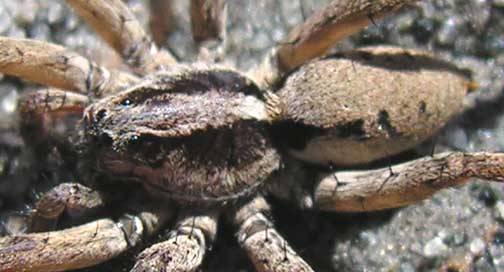 wolf-spider-eyes - poze insecte