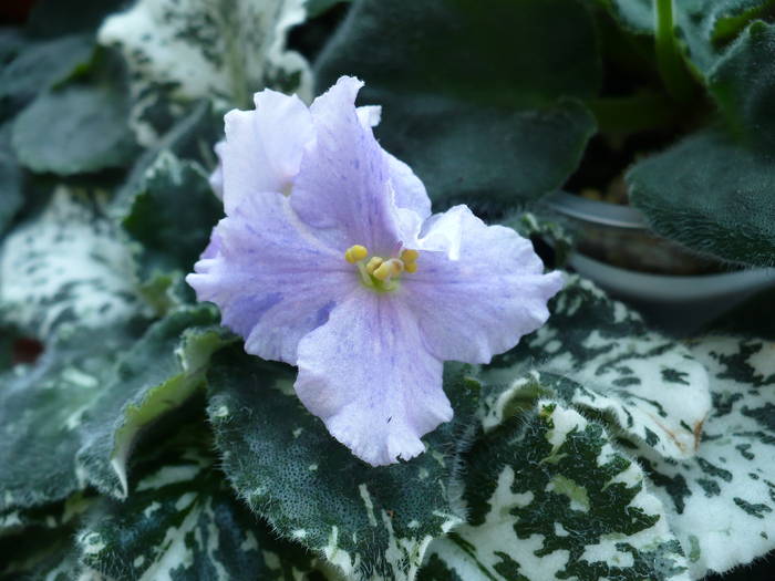 P1150291 - Saintpaulia - violete de camera