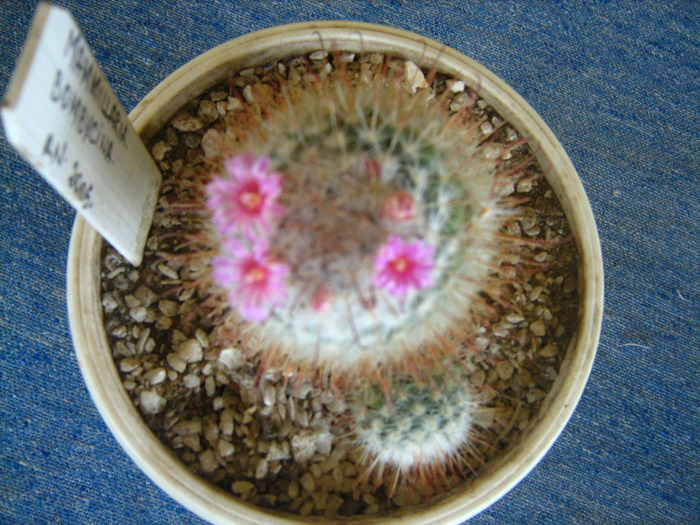 Picture 020 - cactusii mei