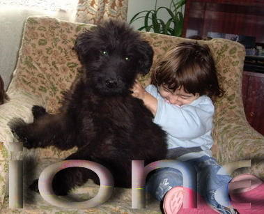 Briard - animalele familiei