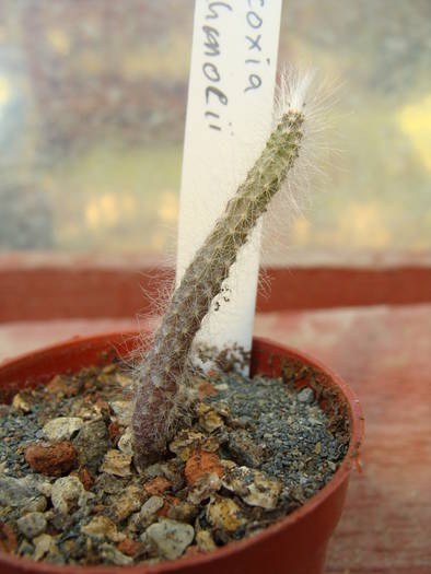 Wilcoxia schmollii - Echinocereus
