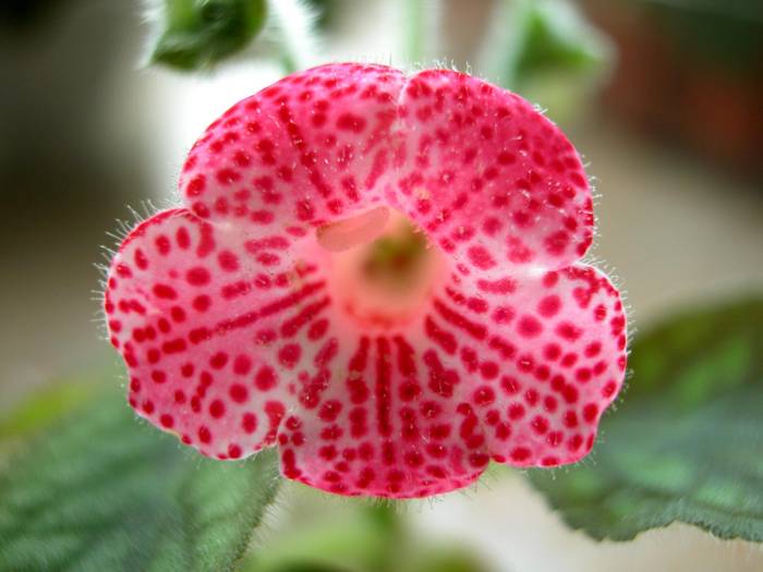 K5 - Kohleria