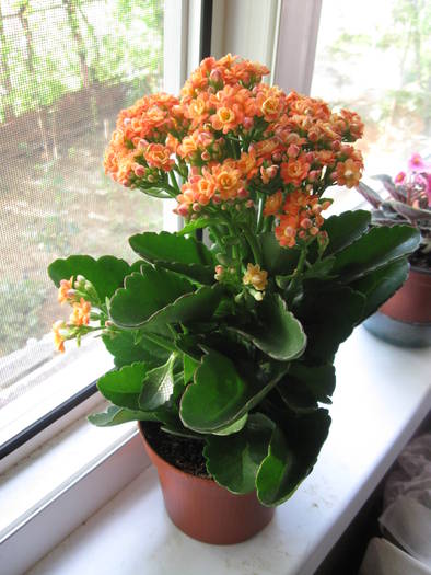 IMG_2980 - Kalanchoe