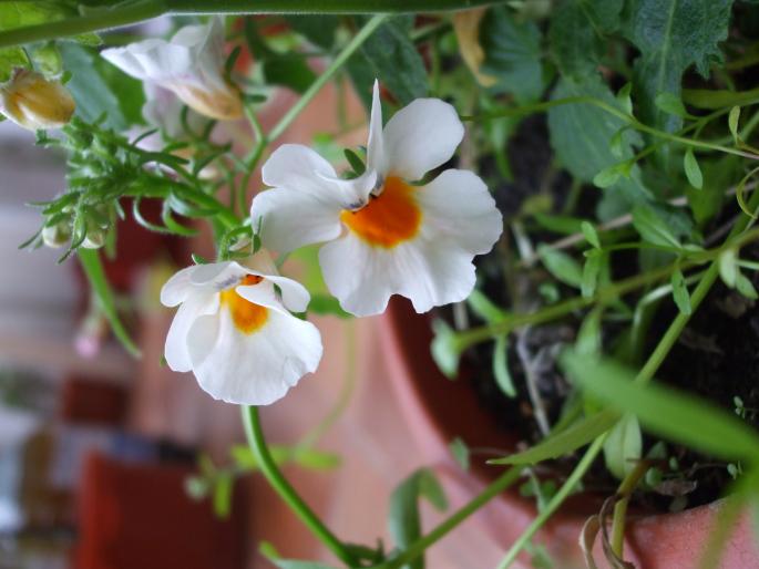 nemesia