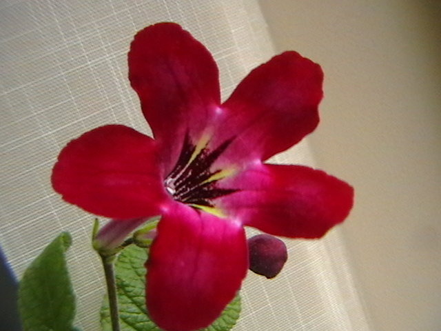 h s - streptocarpus 2009