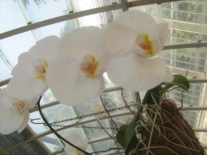 orhidee alba diana - florile mele