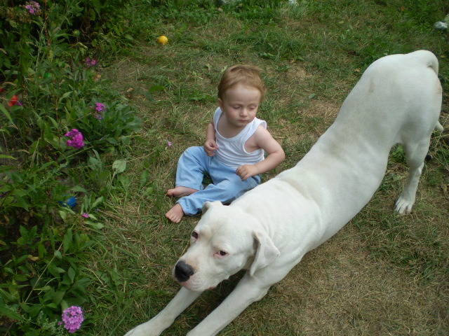 Picture-olympus 709 - dogo argentino