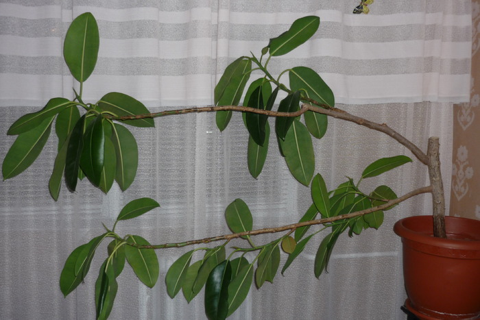 Ficus