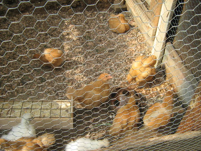 IMG_1941; pui orpington  si matase japoneza
