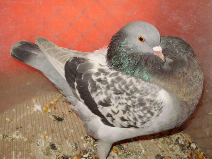 09403 amsterdam kr gelercht 1 - 1505 partea 5