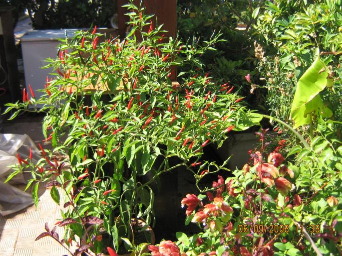 IMG_0270 - 2008 - corfu