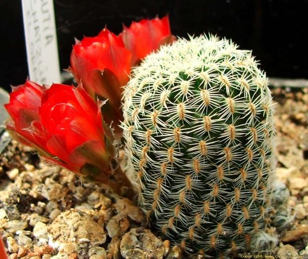rebutia_schatzliana1
