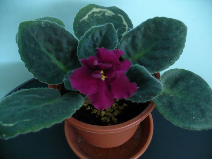 P1140226 - Saintpaulia - violete de camera
