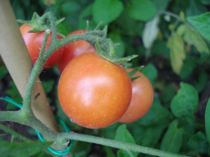 Tomato Gartenperle (2009, July 10) - Tomato Gartenperle