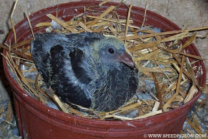 16-day - 8-Evolutia puiului de porumbei in 31 de zile