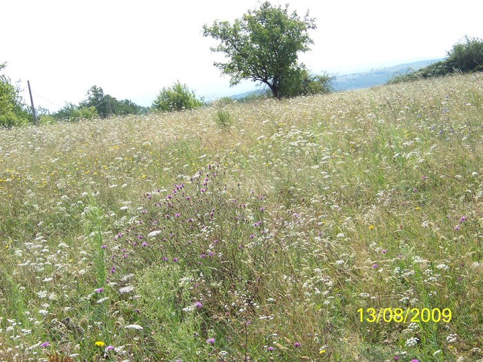 101_0335 - Marca 2