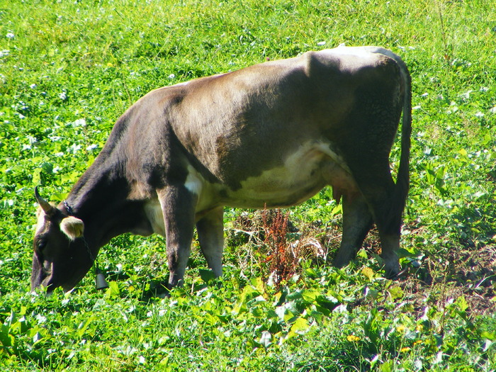 DSCF6280 - muntii Rodnei