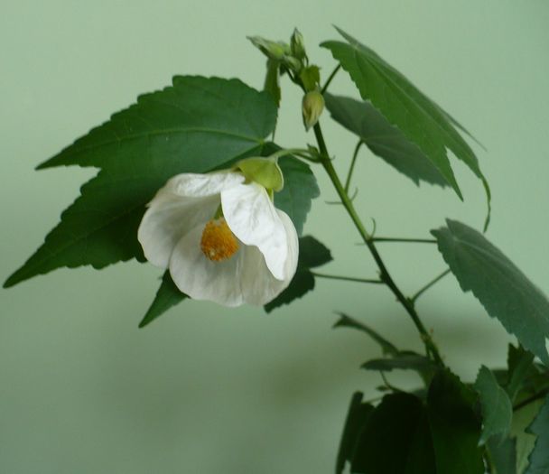 P1180045 - ABUTILONI