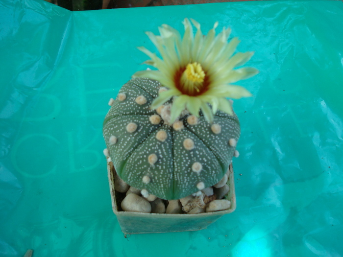Astrophytum  asterias - Cactusi