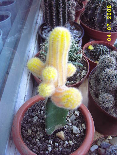 Chamaecereus Silvestriformaurea - cactusi si  suculente 09