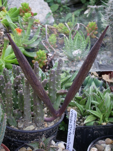 Stapelia variegata - fructe - Fructe de cactusi si suculente