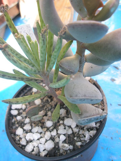 Adromischus cv. White Ghost cu tubiflora langa - Adromischus 2009