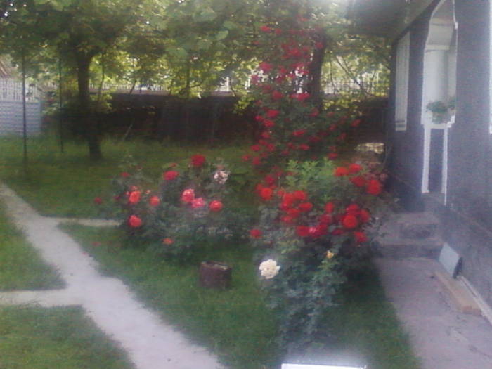 Fotografii-0097