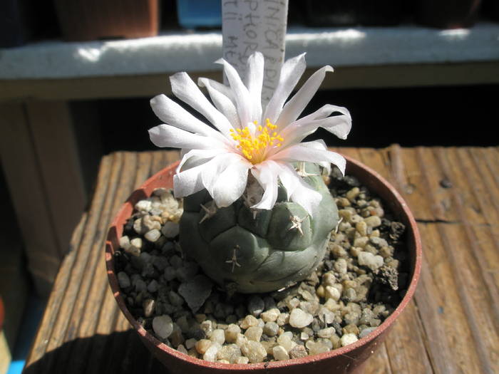 Turbinicarpus lophophoroides - 09.06 - Turbinicarpus