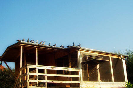 82 - Modele de voliere