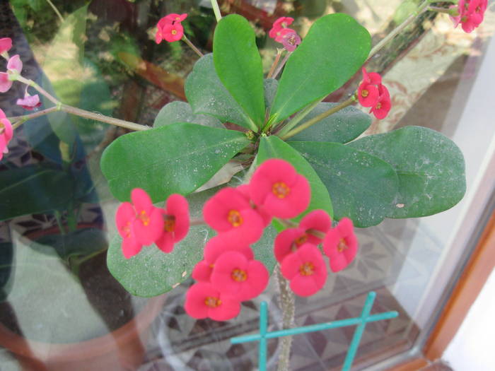 EUPHORBIA MILII - FLORI