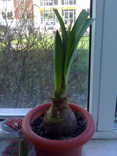 Hippeastrum papillio - Hippeastrum sezon 2008