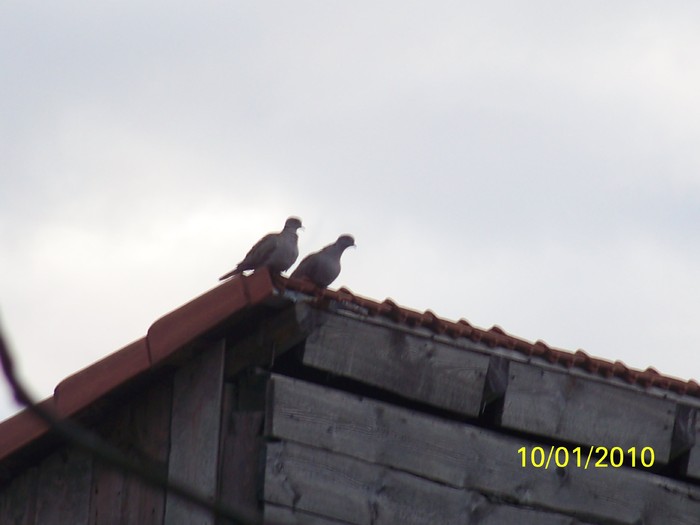 100_8969 - Cer Flori Pasari