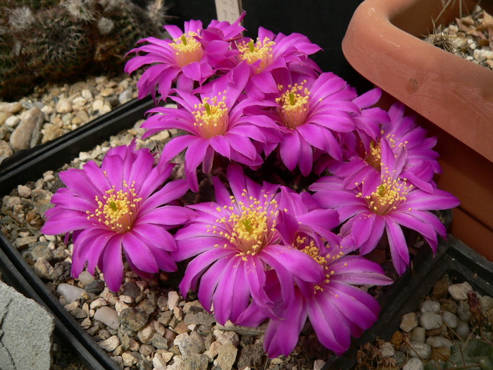 echinocereus_pulchellus_BW 167 - genul Echinocereus